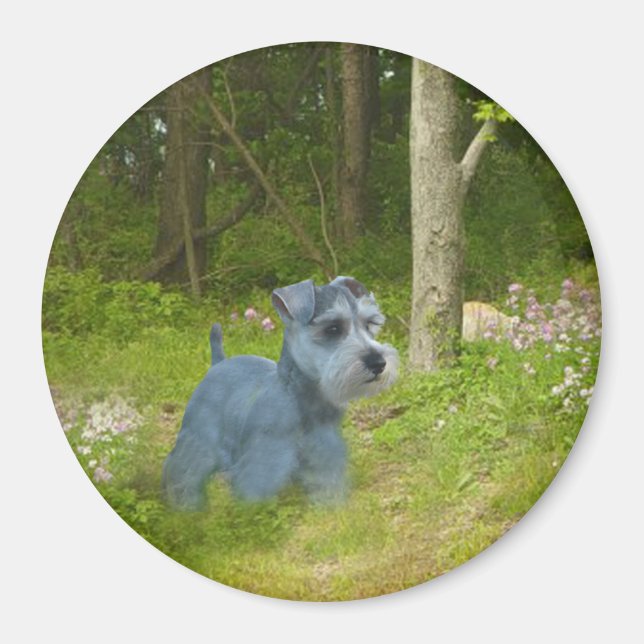 Miniature Schnauzer Magnet (Front)