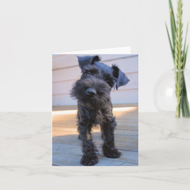 Miniature Schnauzer Note Card #1 - blank (Front)