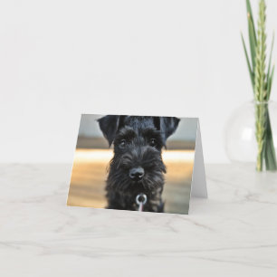 Miniature Schnauzer Note Card #3 - blank