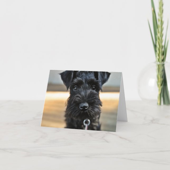 Miniature Schnauzer Note Card #3 - blank (Front)