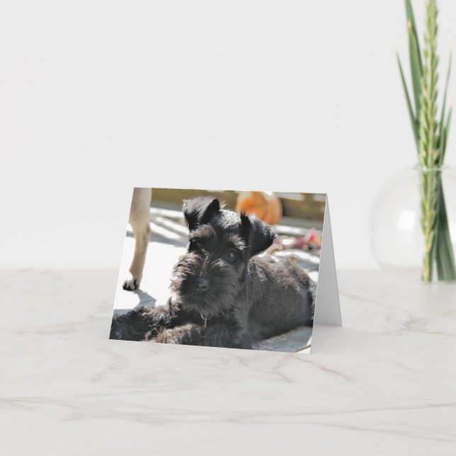 Miniature Schnauzer Note Card #4 - blank (Front)
