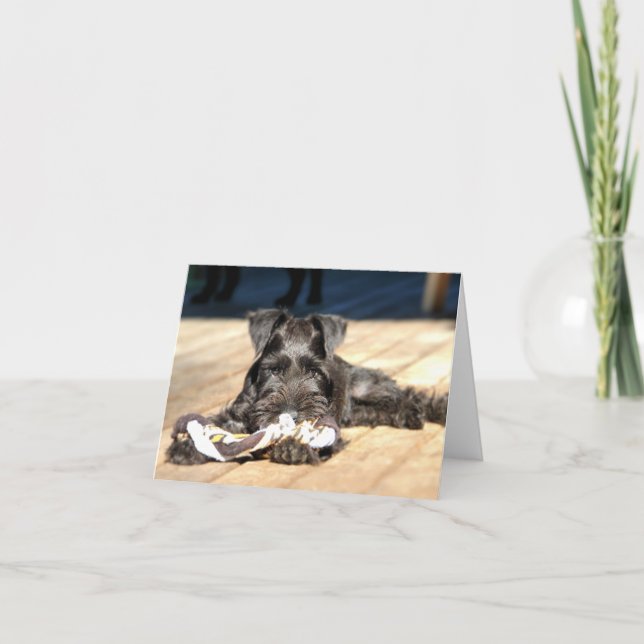 Miniature Schnauzer Note Card #6 - blank (Front)