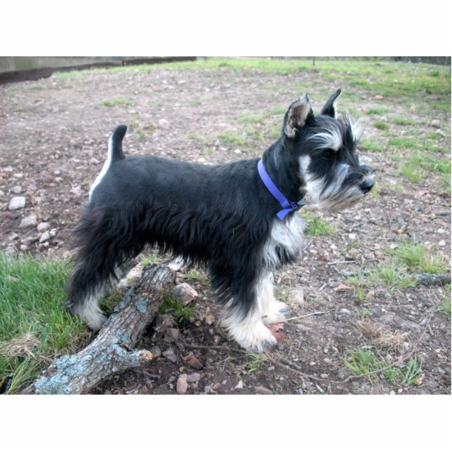 Miniature Schnauzer Ornament Photo Sculpture Decoration (Front)