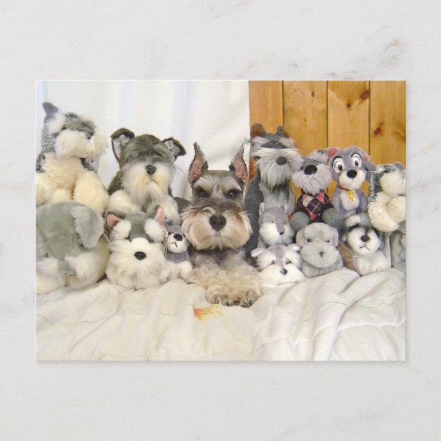 Miniature Schnauzer Postcard (Front)