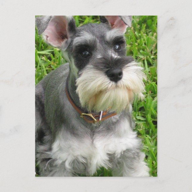 Miniature Schnauzer Postcard (Front)