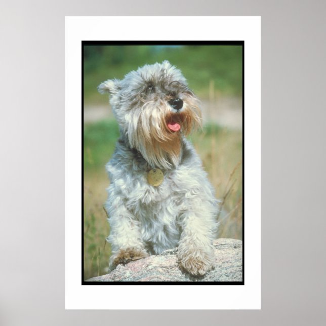 Miniature Schnauzer Poster (Front)