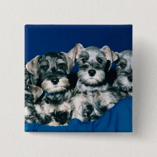 Miniature Schnauzer Puppies 15 Cm Square Badge