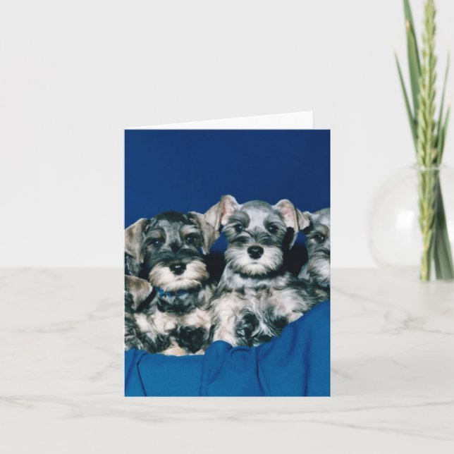 Miniature Schnauzer Puppies Card (Front)