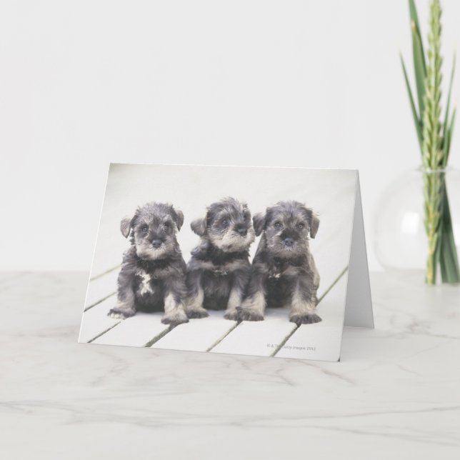 Miniature Schnauzer Puppies Card (Front)
