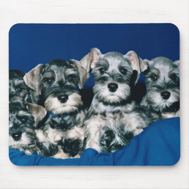 Miniature Schnauzer Puppies Mouse Mat (Front)