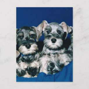 Miniature Schnauzer Puppies Postcard