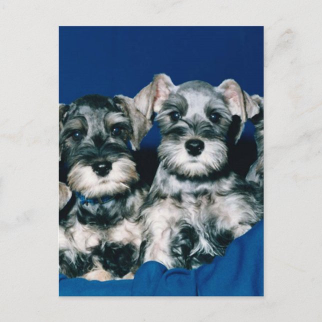 Miniature Schnauzer Puppies Postcard (Front)