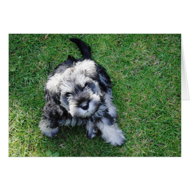 Miniature Schnauzer Puppy (Front Horizontal)