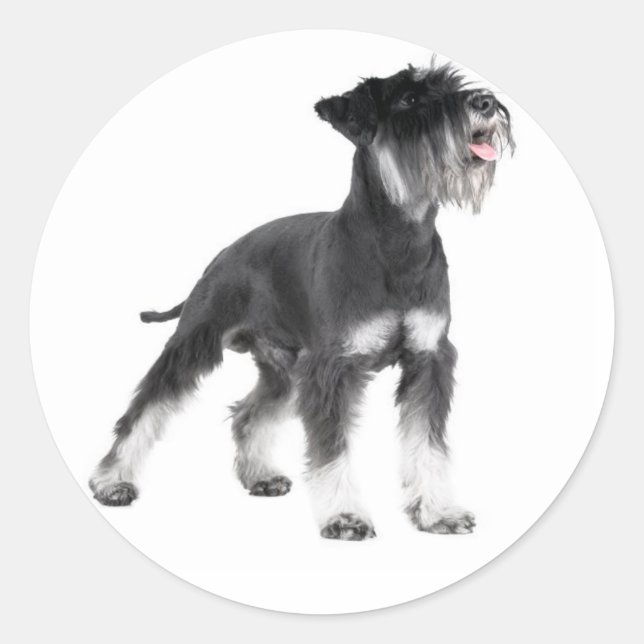 Miniature Schnauzer Puppy Dog Sticker (Front)