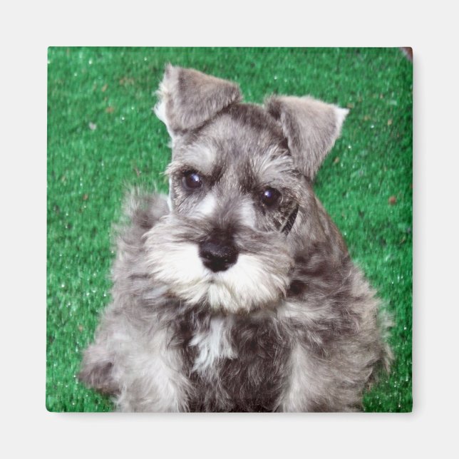 Miniature Schnauzer Puppy Magnet (Front)