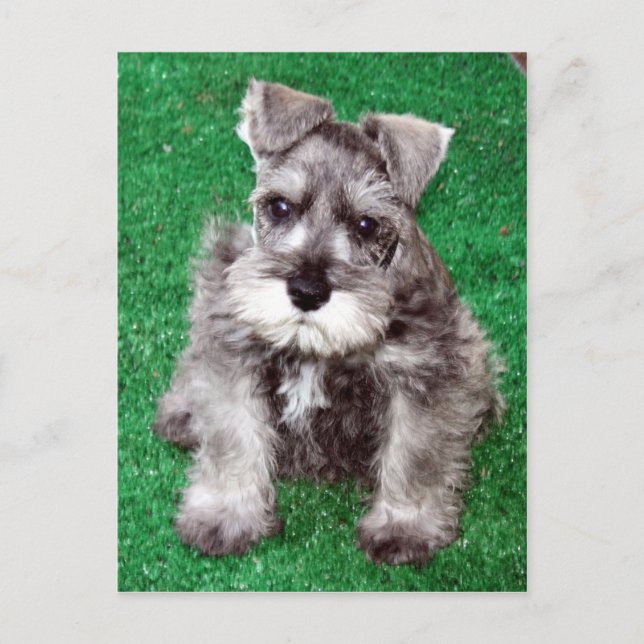 Miniature Schnauzer Puppy Postcard (Front)