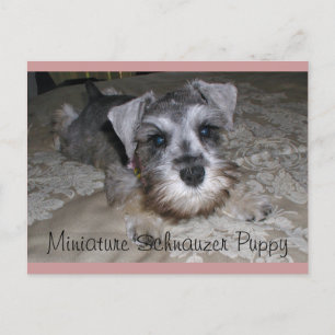 Miniature Schnauzer Puppy Postcard