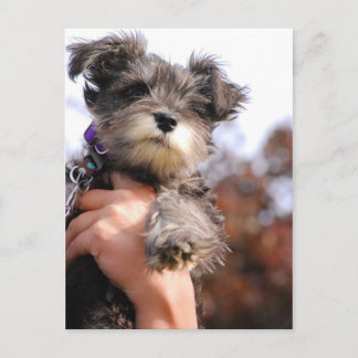 Miniature Schnauzer Puppy Postcard