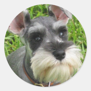 Miniature Schnauzer Sticker