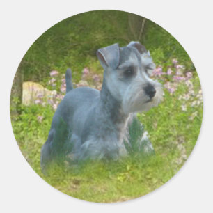 Miniature Schnauzer Sticker