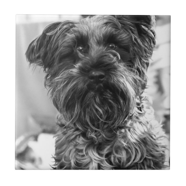 Miniature Schnauzer Tile (Front)