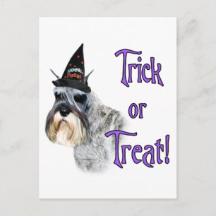 Miniature Schnauzer Trick Postcard