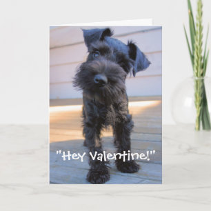 Miniature Schnauzer Valentine's Day Card
