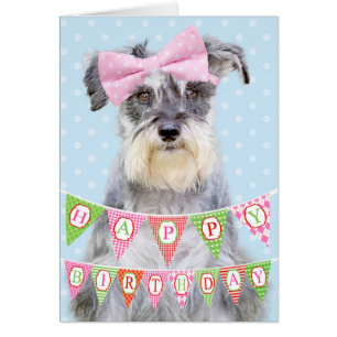 Miniature Schnauzer Wearing Pink Polka Dot Bow