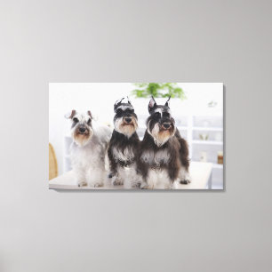 Miniature Schnauzers standing at edge of table Canvas Print