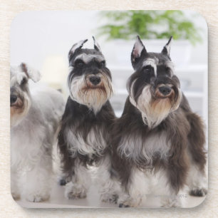 Miniature Schnauzers standing at edge of table Coaster