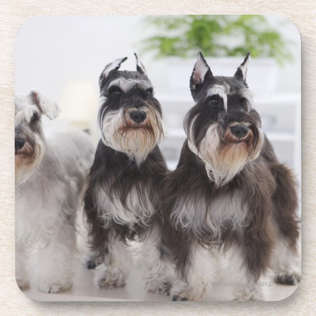 Miniature Schnauzers standing at edge of table Coaster (Front)