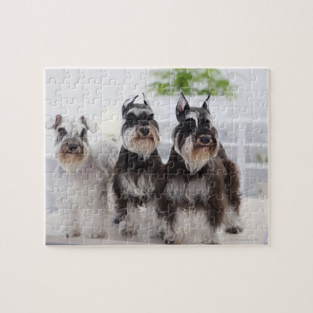 Miniature Schnauzers standing at edge of table Jigsaw Puzzle (Horizontal)