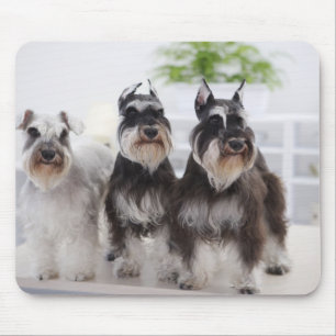 Miniature Schnauzers standing at edge of table Mouse Mat