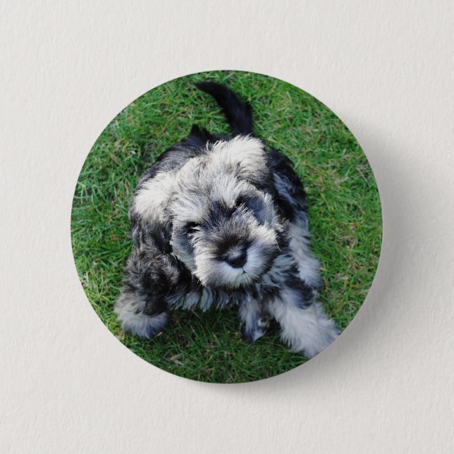 Miniature Schnuazer Puppy Button (Front)