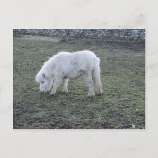 Miniature White Horse Gifts Postcard