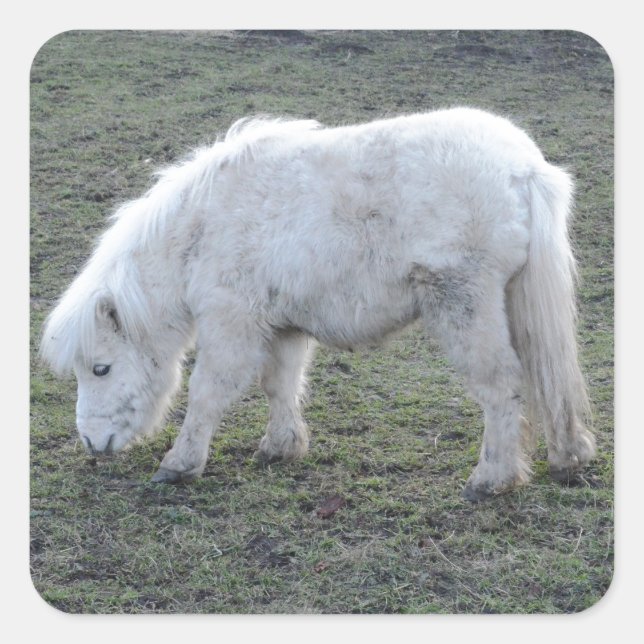 Miniature White Horse Gifts Square Sticker (Front)