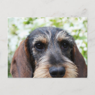 Miniature Wire Haired Dachshund Postcard