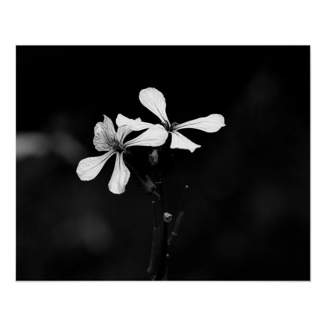 minimal black and white floral poster (Front)