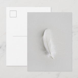 Minimal white feather postcard