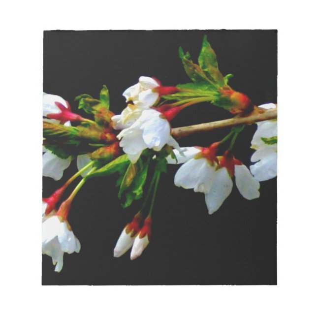 Minimalist Black White flowering Cherry Blossoms Notepad (Front)