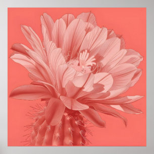 Minimalist Coral Cactus Bloom Poster