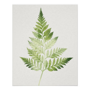Minimalist Green Fern Botanical Illustration Poster
