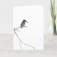 Minimalist Kingfisher on white for birdwatchers