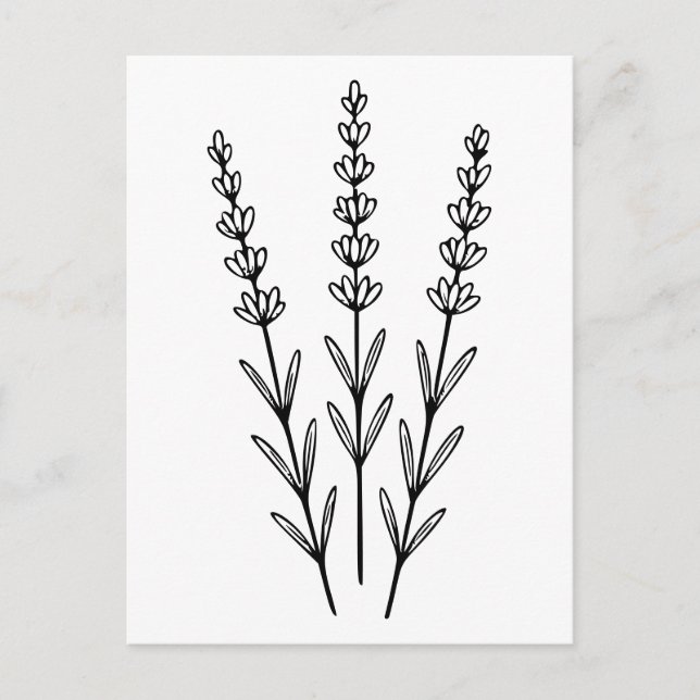 Minimalist Lavender Sprigs Botanical Line Art  Postcard (Front)