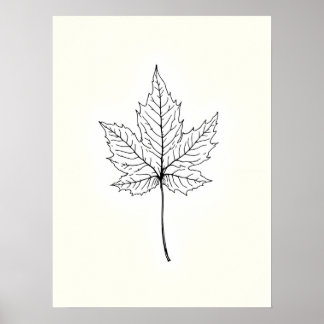 Minimalist Modern Art .Single Maple Leaf Line Art  Poster