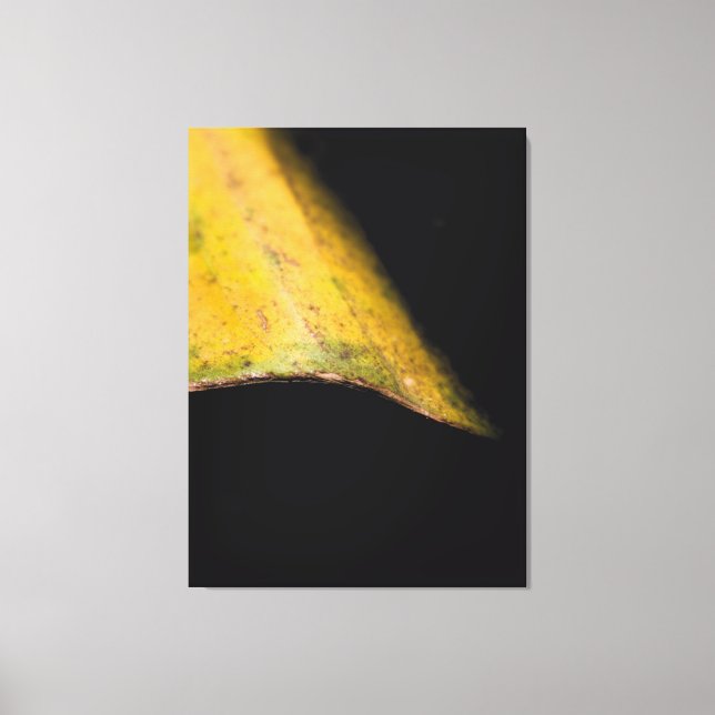 Minimalist Nature Photography Leaf in Shadow  Canvas Print (Front)