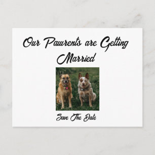 Minimalist Save the Date from the Dogs Announcement Postcard