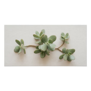 Minimalist Succulent Plant Botanical Poster