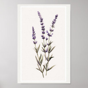 Minimalist Watercolour Lavender Flower Stem Poster
