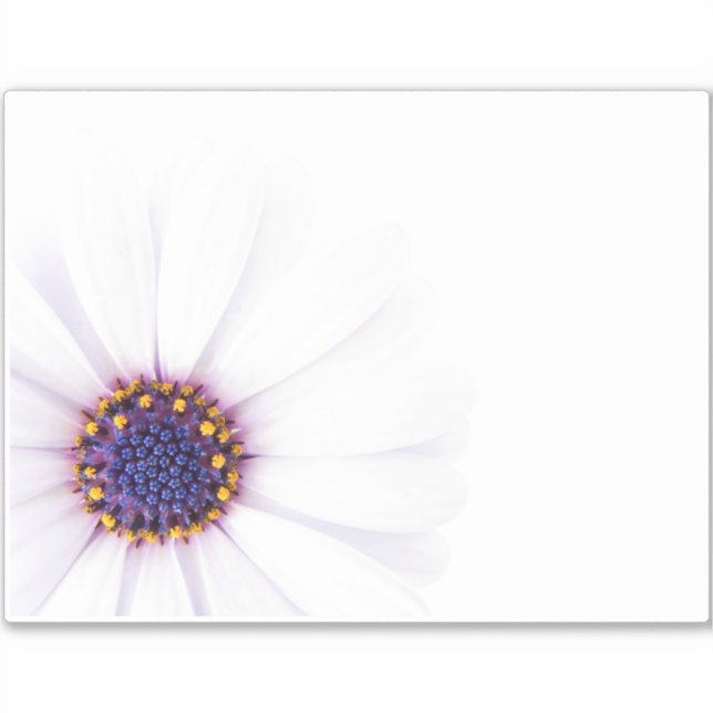 Minimalist White Daisy flower on White Background (Front)